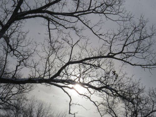 winter tree silhouette