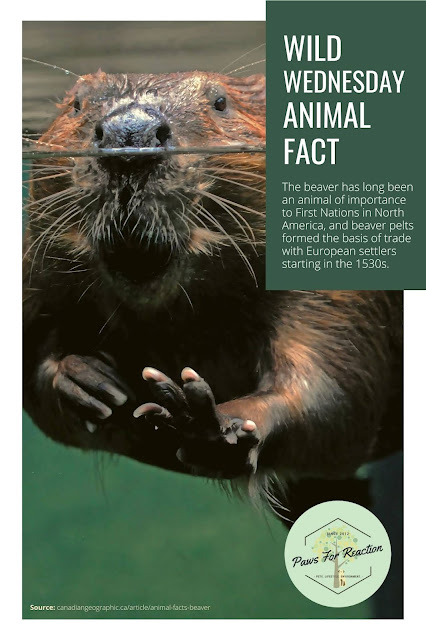 Wild About Wildlife Month: Thank you for supporting wildlife rescue Beaver animal fact
