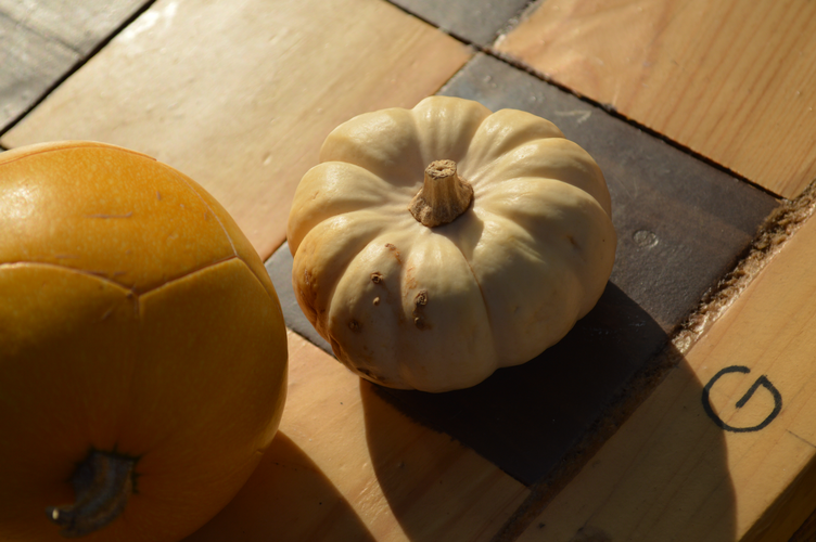 botanical garden troja praha, halloween pumpkin patch, georgiana quaint