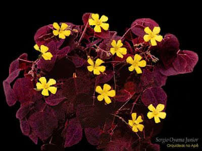 Orquídeas no Apê: Avenca Roxa - Oxalis hedysaroides 'Rubra'