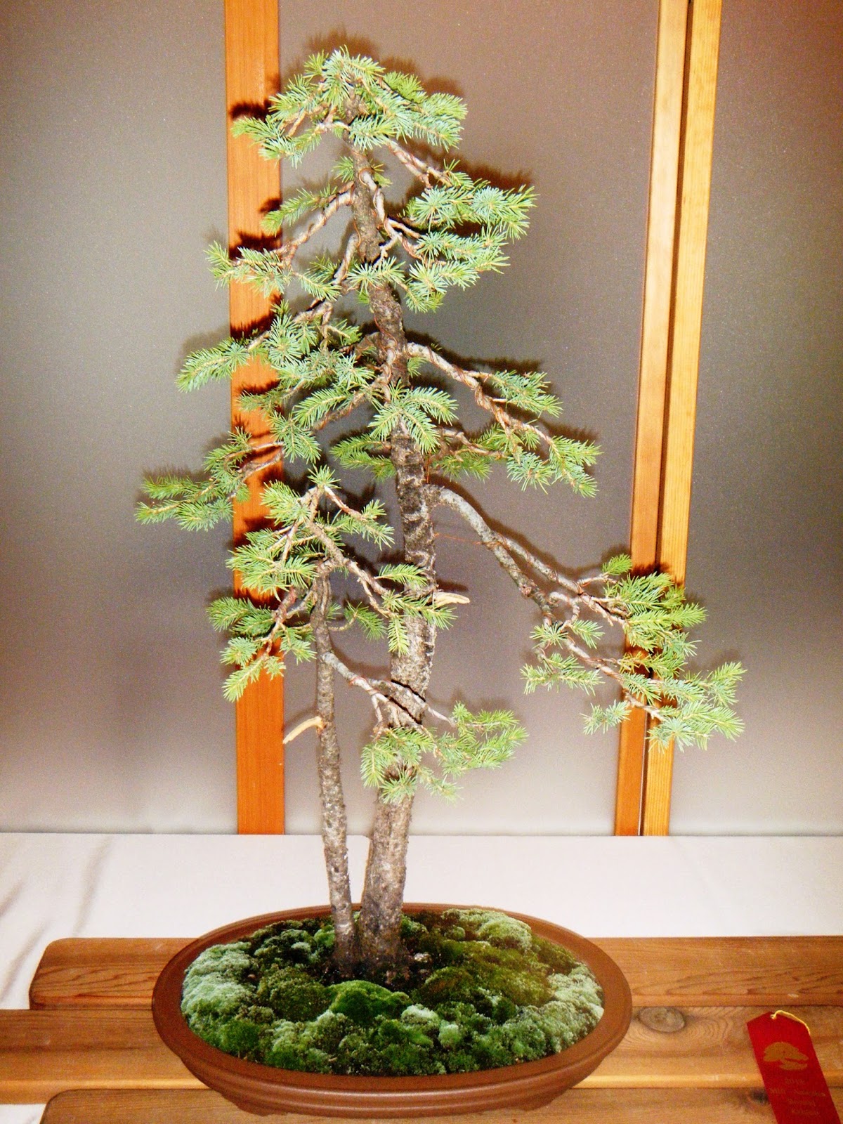 Bonsai in Hoosierland August 2016