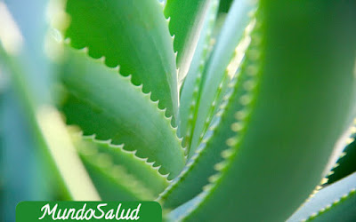 Usar el aloe vera para la salud