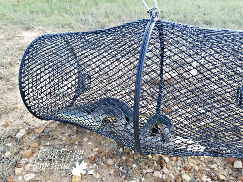 Snake Trap Success Oak Hill Homestead