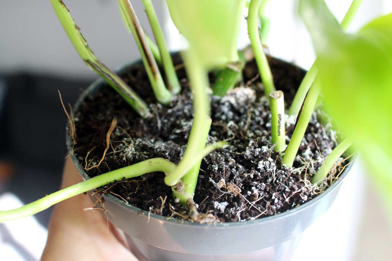 Pourquoi la terre de ma plante est blanche en surface (moisissure