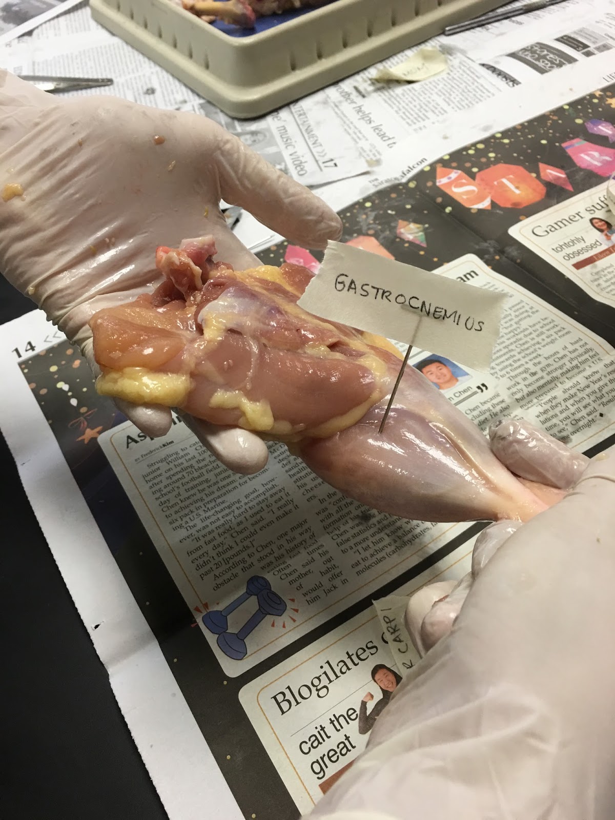 Shreya's Anatomy and Physiology Blog: Chicken Dissection Lab