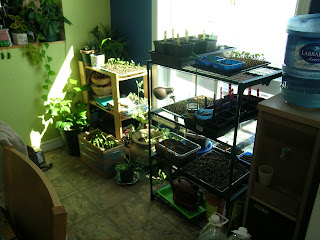 semis pour potagers futurs journaljose.blogspot.com - J'OSE la vie !