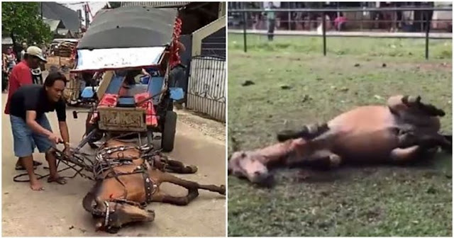 Terkapar Kelelahan, Kuda ini Terus Dicambuki Pemiliknya, Netizen Sangat Menyayangkan Hal itu Terkapar Kelelahan, Kuda ini Terus Dicambuki Pemiliknya, Netizen Sangat Menyayangkan Hal itu