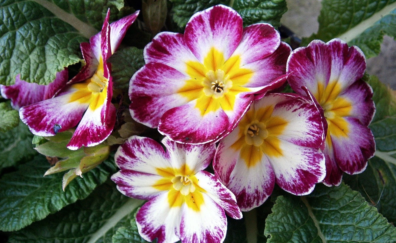 ΔΙΑΦΟΡΑ ΛΟΥΛΟΥΔΙΑ photos - wallpapers (ανανεωμένο) | the fun bank