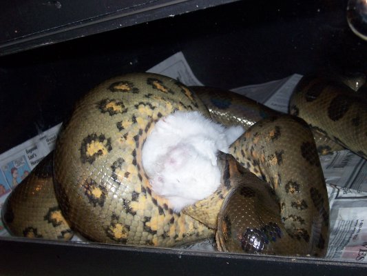 green anaconda size green anaconda size