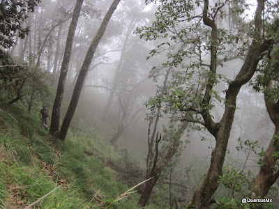 Caminando en el bosque con neblina - Volcán de Tequila