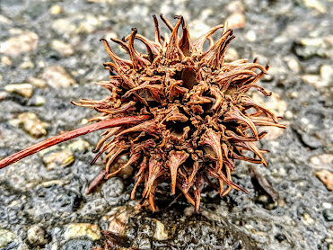 A photo of a dried chestnut shell.  With its prickly coating, it resembles the microscopic image of the coronavirus