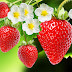 Fa’iidoyinka ‘’Miro guduud’’ Strawberry