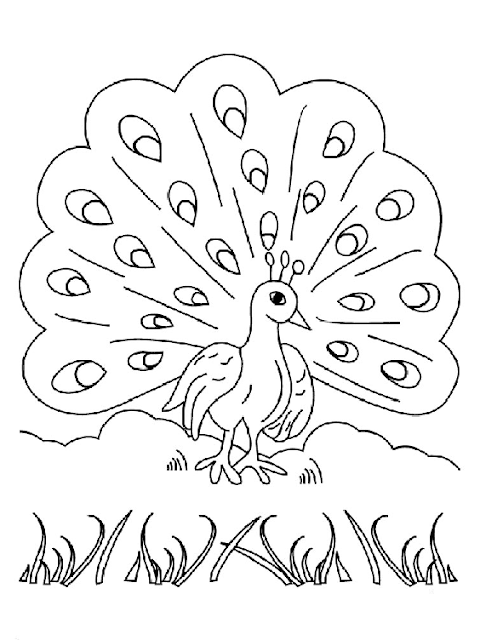 Gambar sketsa burung merak mudah Gambar sketsa burung merak mudah