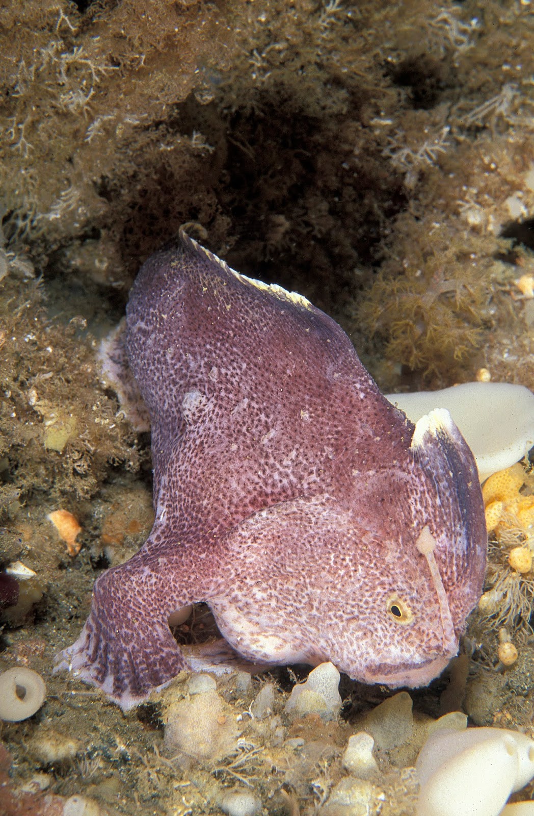 Sciency Thoughts Sympterichthys unipennis Smooth Handfish declared extinct.