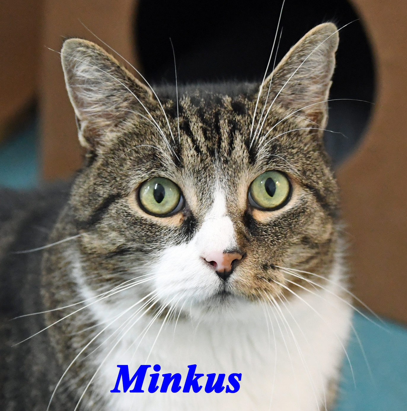 Minkus