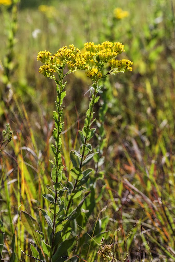 MPG Photo Creations Kansas Wildflowers Yellow *New*
