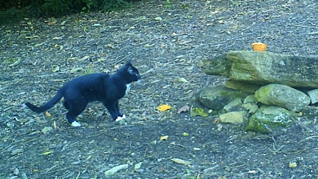 Stray Cat Eats Stale Cornbread Muffin