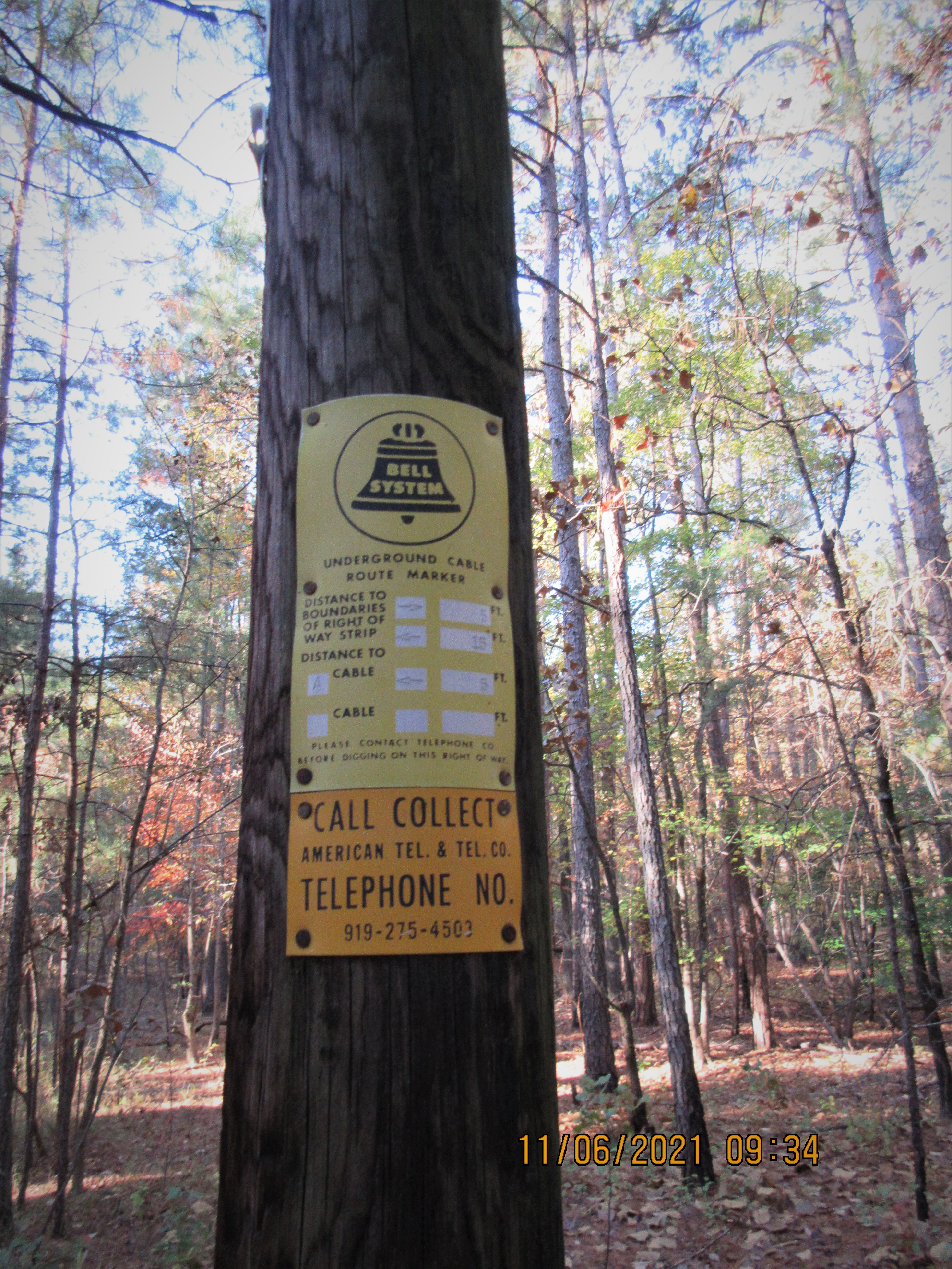 Nichols Longleaf Pine Preserve: Protecting the Giants of the Piedmont