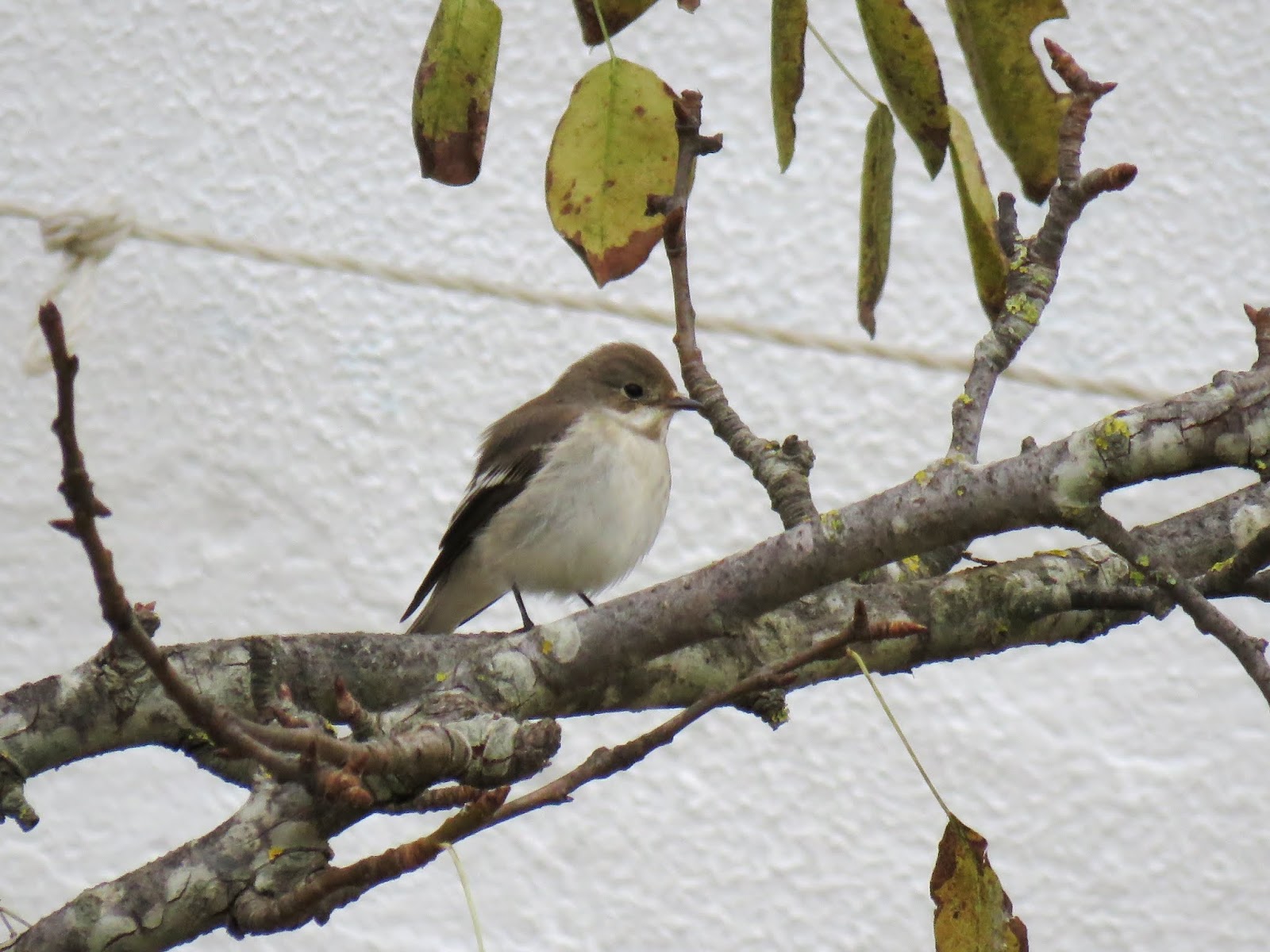 AVES DE ANDALUCÍA: Papamoscas Cerrojillo