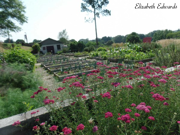 Knoxville Botanical Garden Arboretum