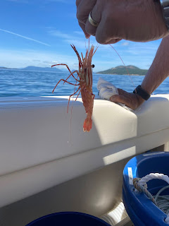 A spot shrimp just caught, Pandalus platyceros.