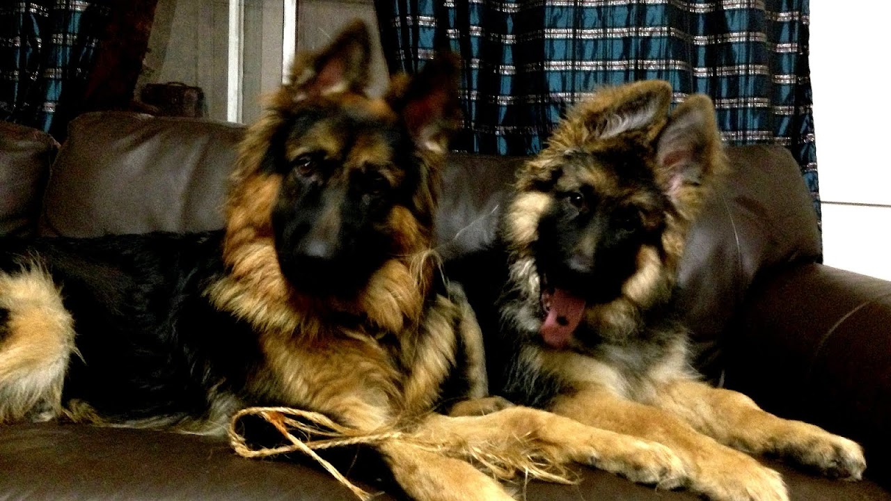 Long Haired German Shepherd Puppies For Sale German Choices
