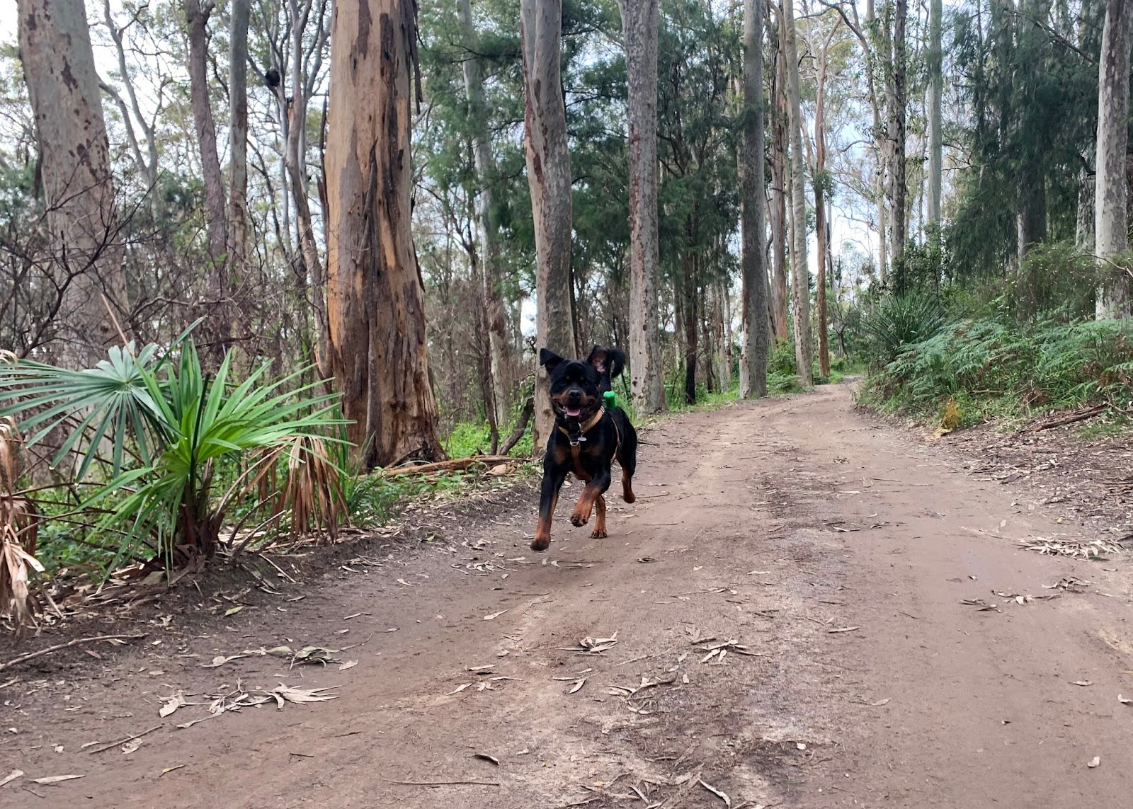 Detector Dog Pups Urgently Need Foster Carers Australian Dog Lover