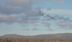 flying birds north mission autumn