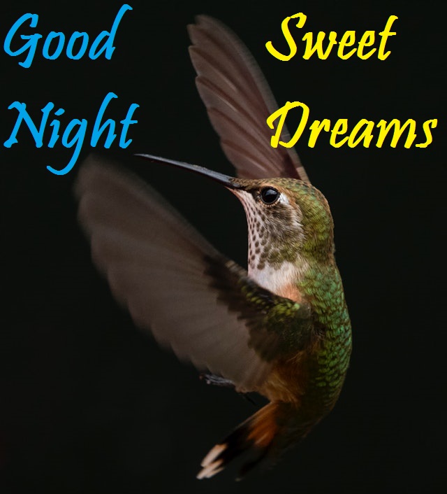 Beautiful Good Night Birds Images for Good Night Wishing Your Hop