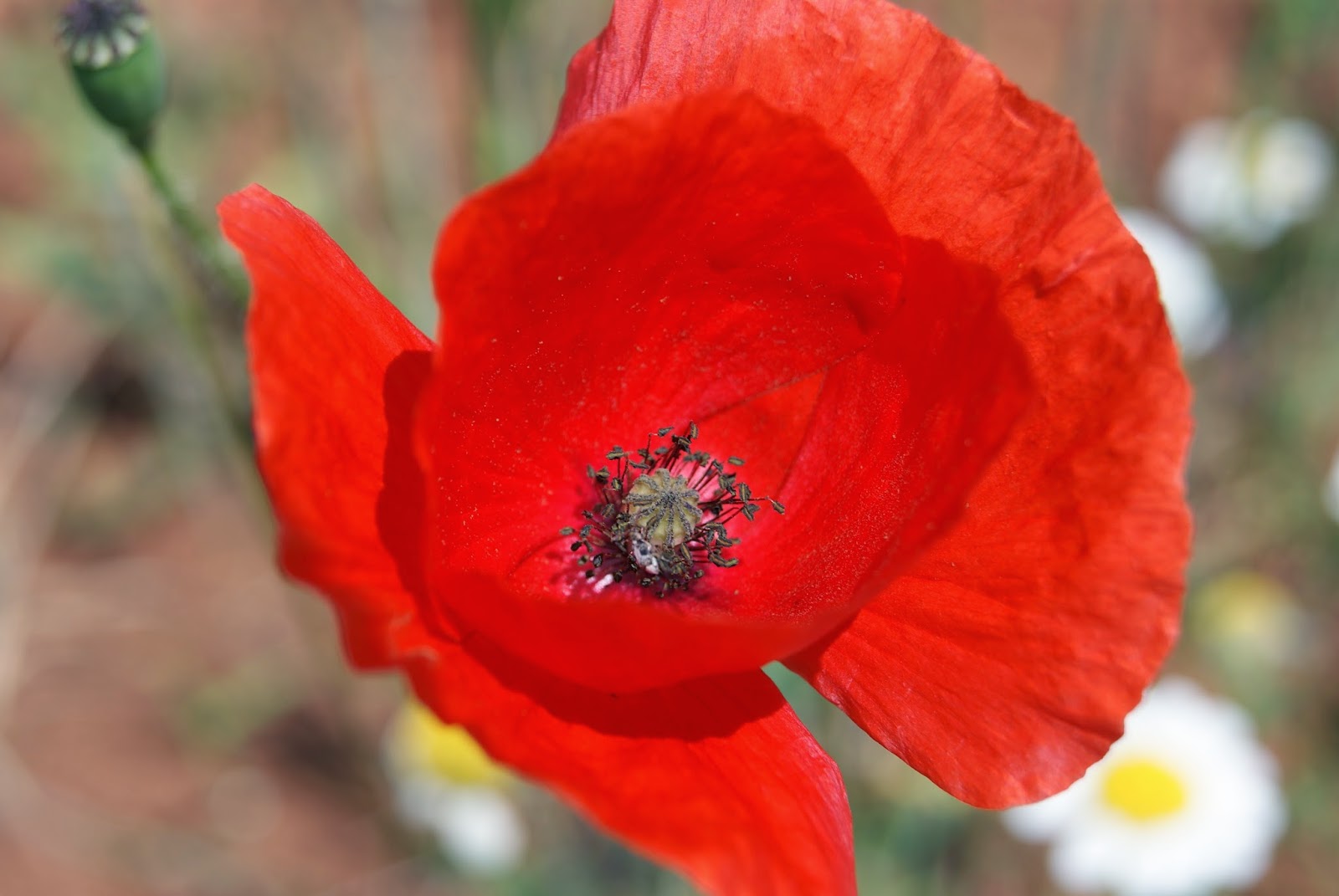 Fotos de la semana Canaleja 40 rutas