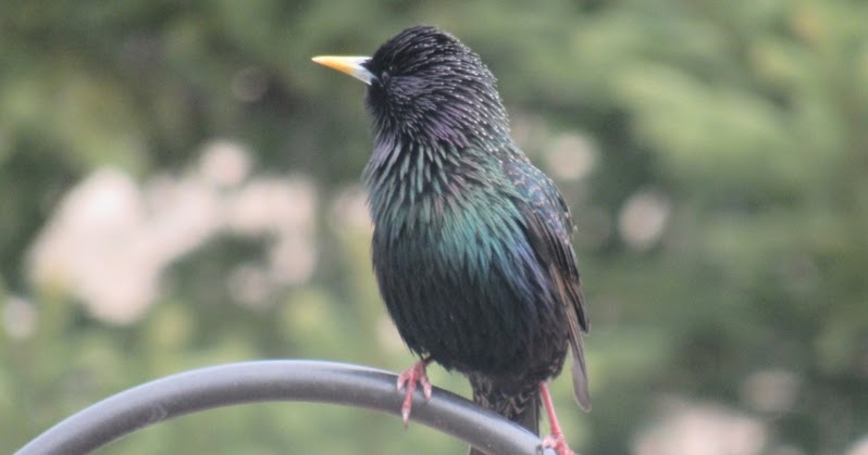 wild birds unlimited photo share european starlings wild birds unlimited photo share european starlings