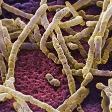 Enfermedades por bacterias