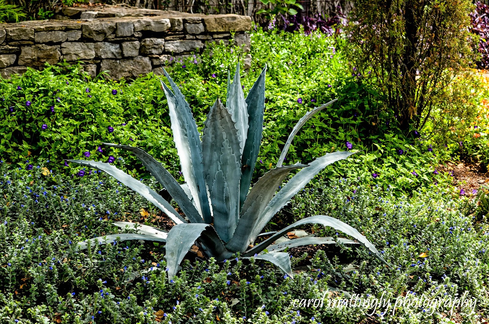 Carol Mattingly Photography Agaves Cheekwood Botanical Gardens