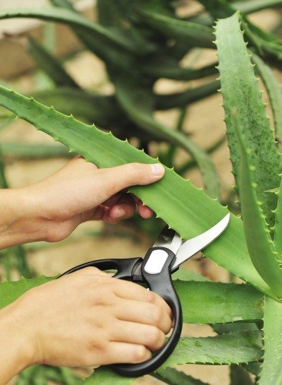 I benefici dell'aloe vera: dalla pelle ai capelli