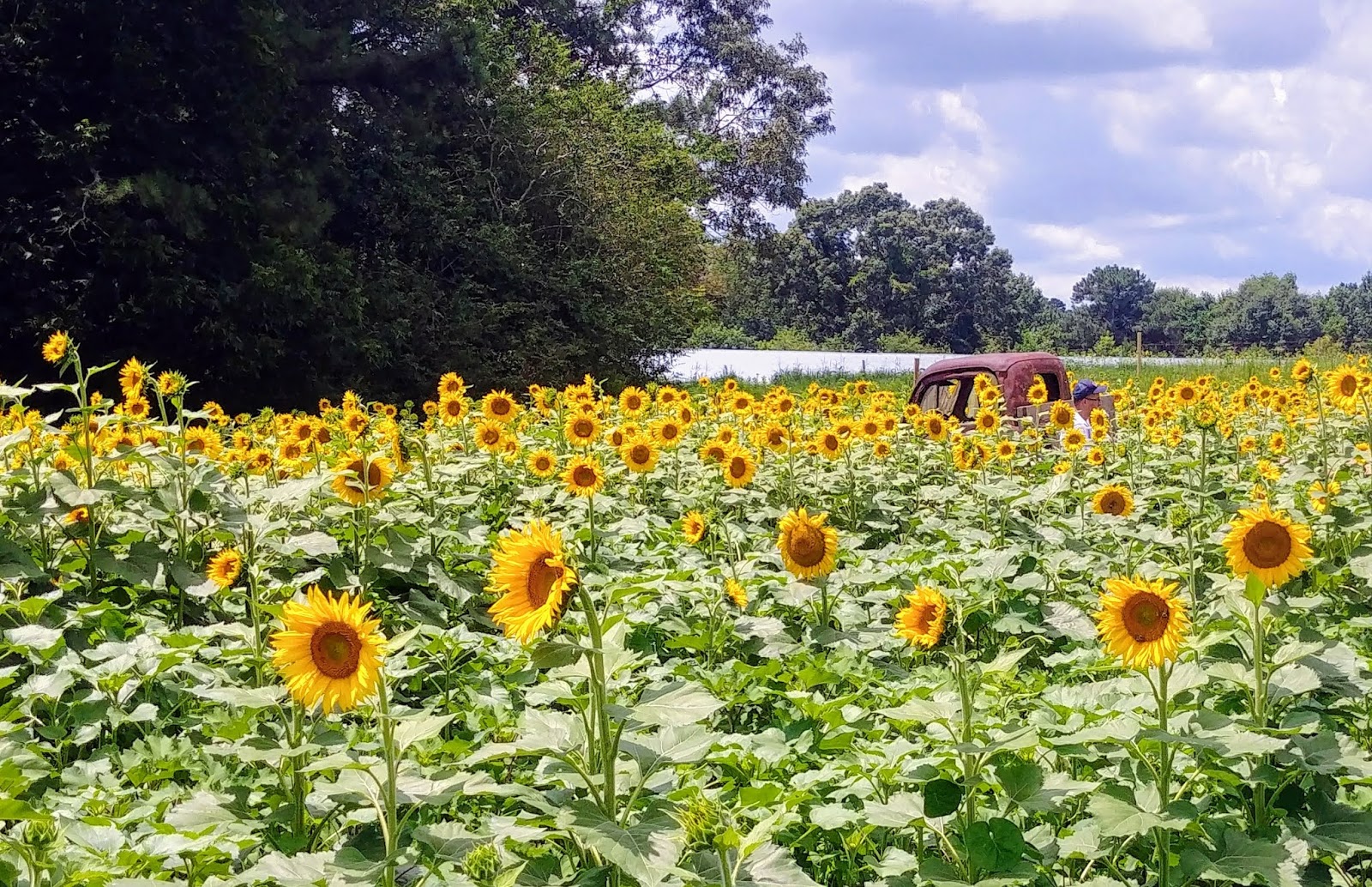 Another Mile Another Destination Blog Anderson’s Sunflower Farm
