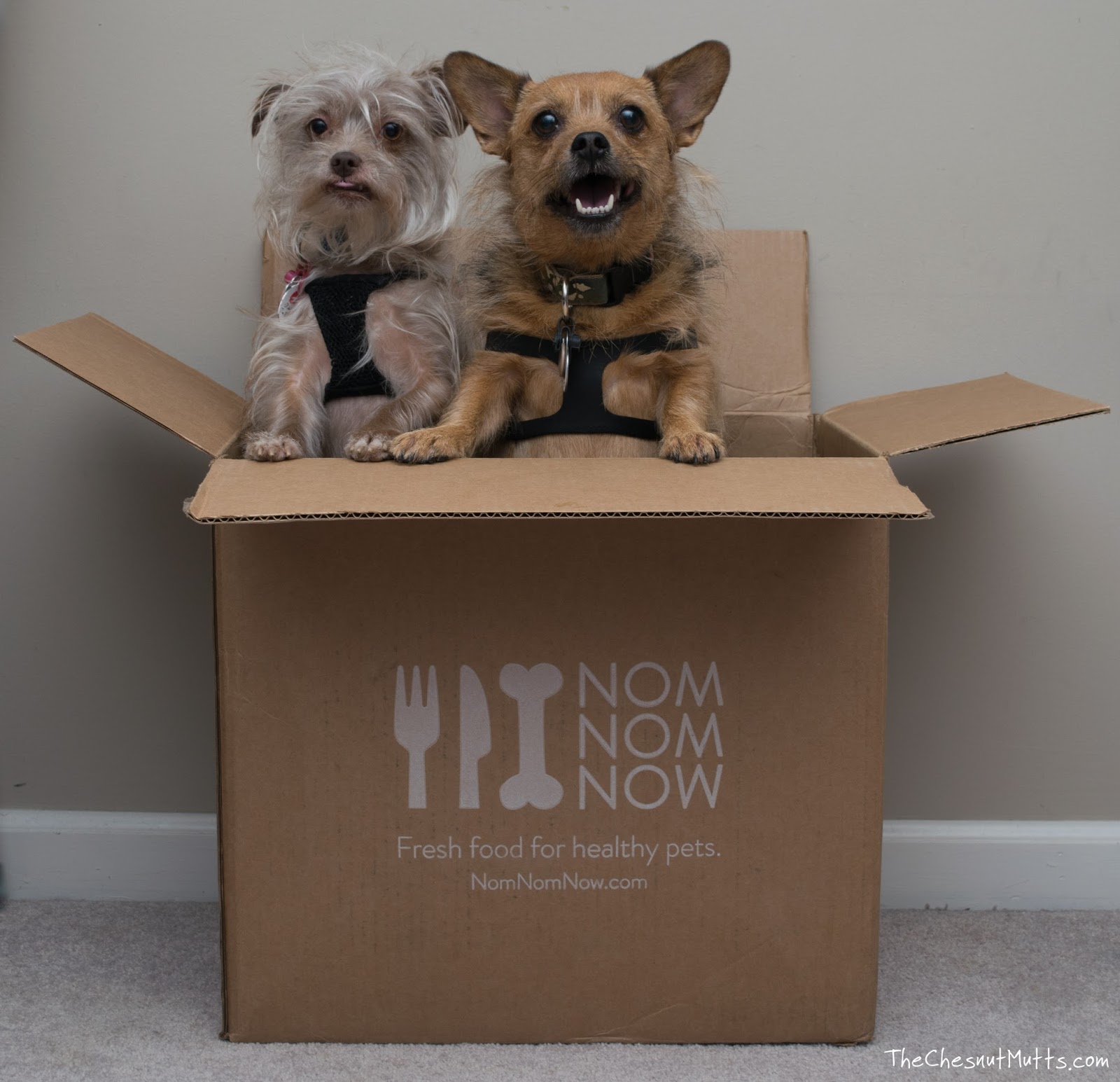 Review Fresh Dog Food Delivered to Your Doorstep with NomNomNow The