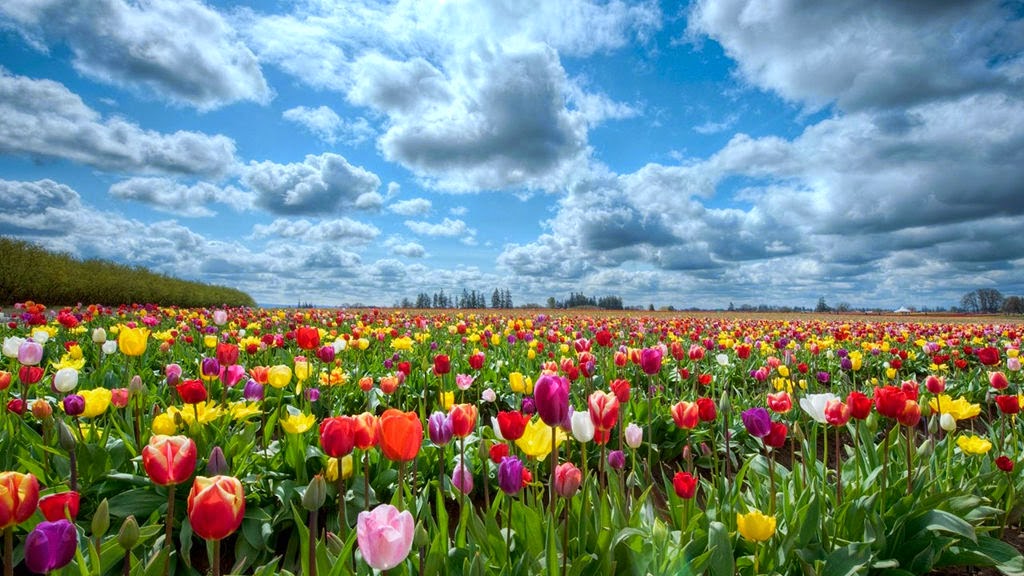 hình nền cánh đồng hoa tulip hình nền cánh đồng hoa tulip