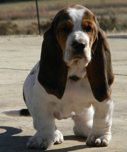 basset hound puppy