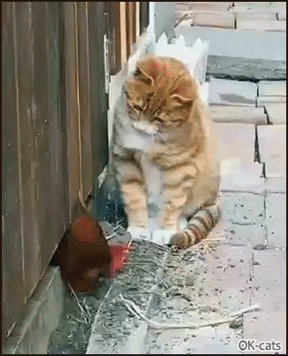 Funny Cat GIF • Confused cat meets a brave rooster for the first time. “Wanna play Hide and seek with me?” Funny Cat GIF • Confused cat meets a brave rooster for the first time. “Wanna play Hide and seek with me?”