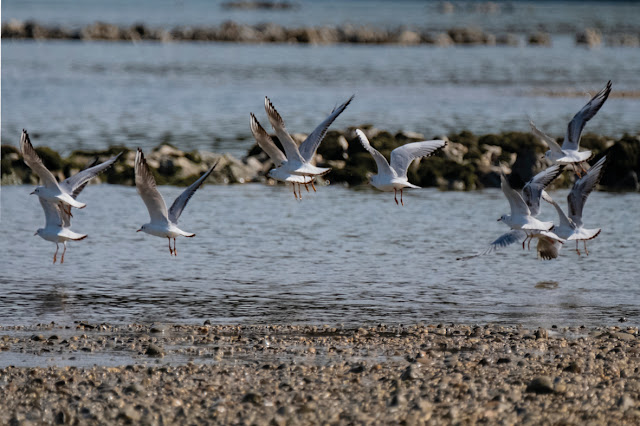Seagulls / Möwen © Chris Zintzen @ panAm productions 2019