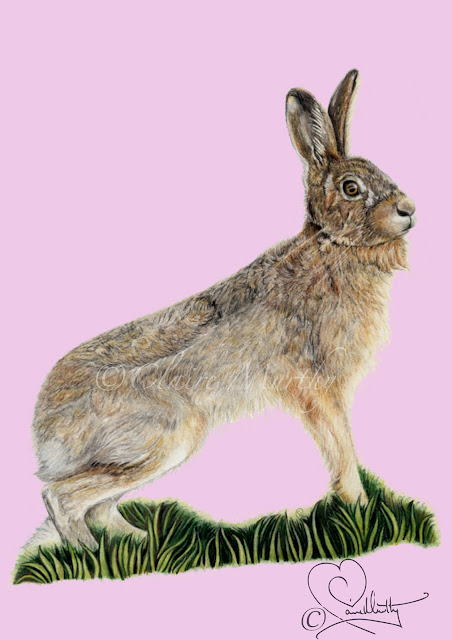 Brown hare realistic drawing