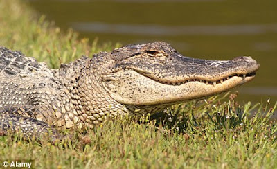 ... alligator but two in norfolk that picture looks like a crocodile to me