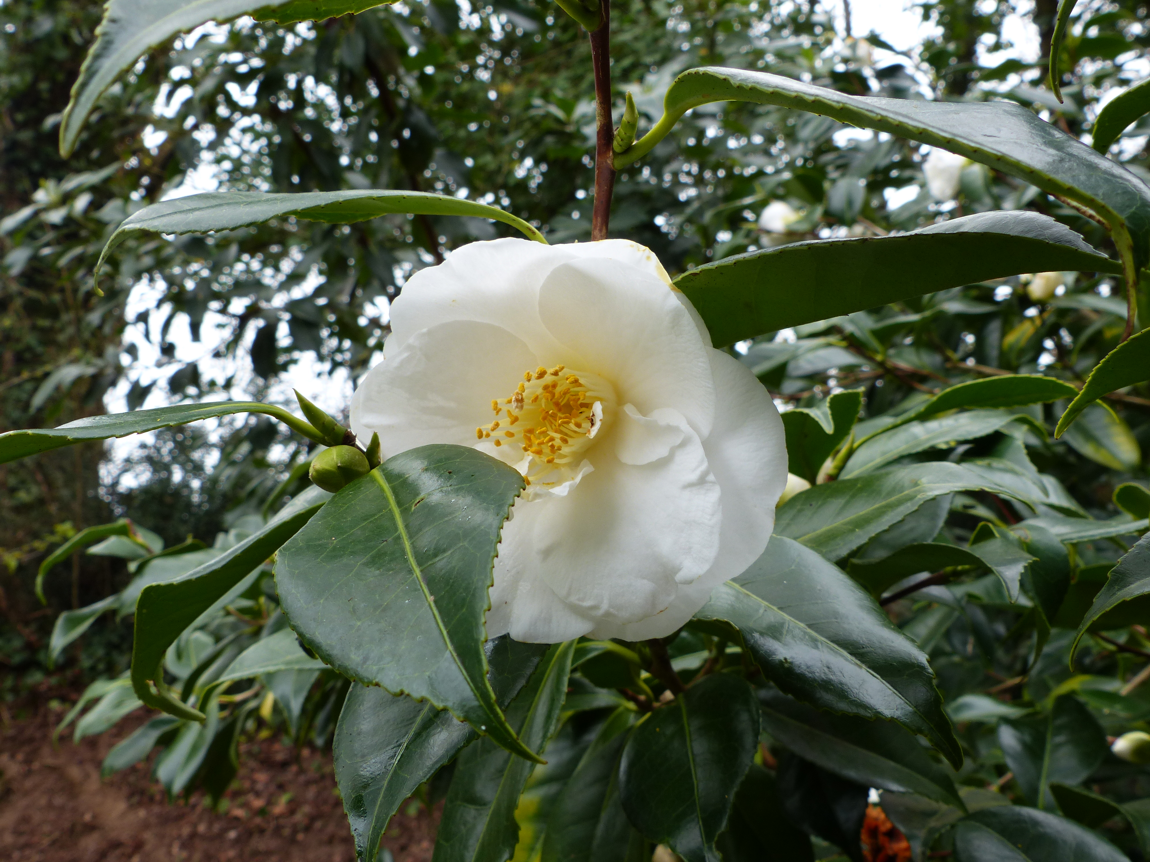 Temps de jardin: Camellia ou camélia ? (suite) Les camélias blancs