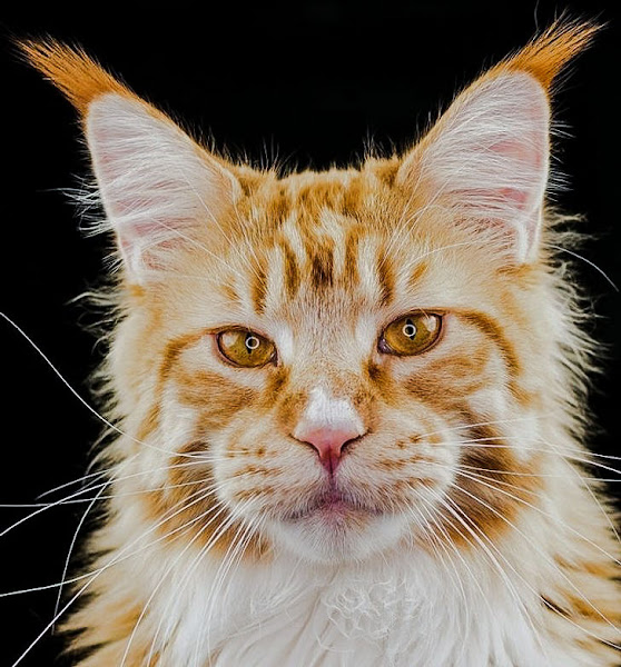 Two defining features of the Maine Coon lynx tip ears and strong muzzle