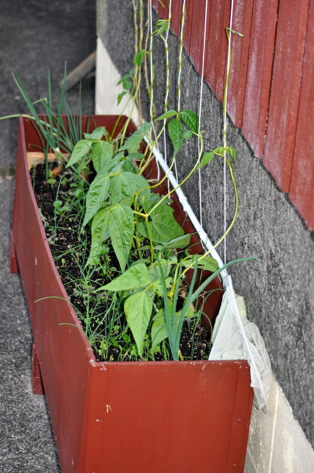 Hydrangea Display Uk Stock Photos Hydrangea Display Uk Stock
