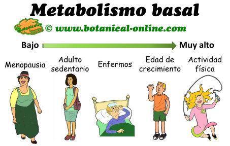 5 ejemplos de metabolismo anabolico