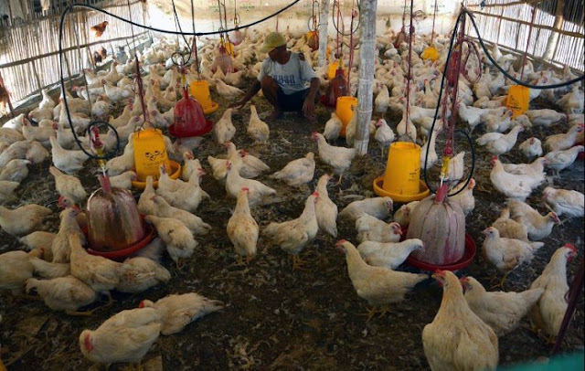Harga Ayam Anjlok Rp 7.000 per Kg, Peternak Jual Murah, Dibagikan Gratis, Hingga Terpaksa Musnahkan Anak Ayam
