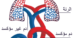 الدورة الدموية الصغرى والكبرى الموسوعة المدرسية