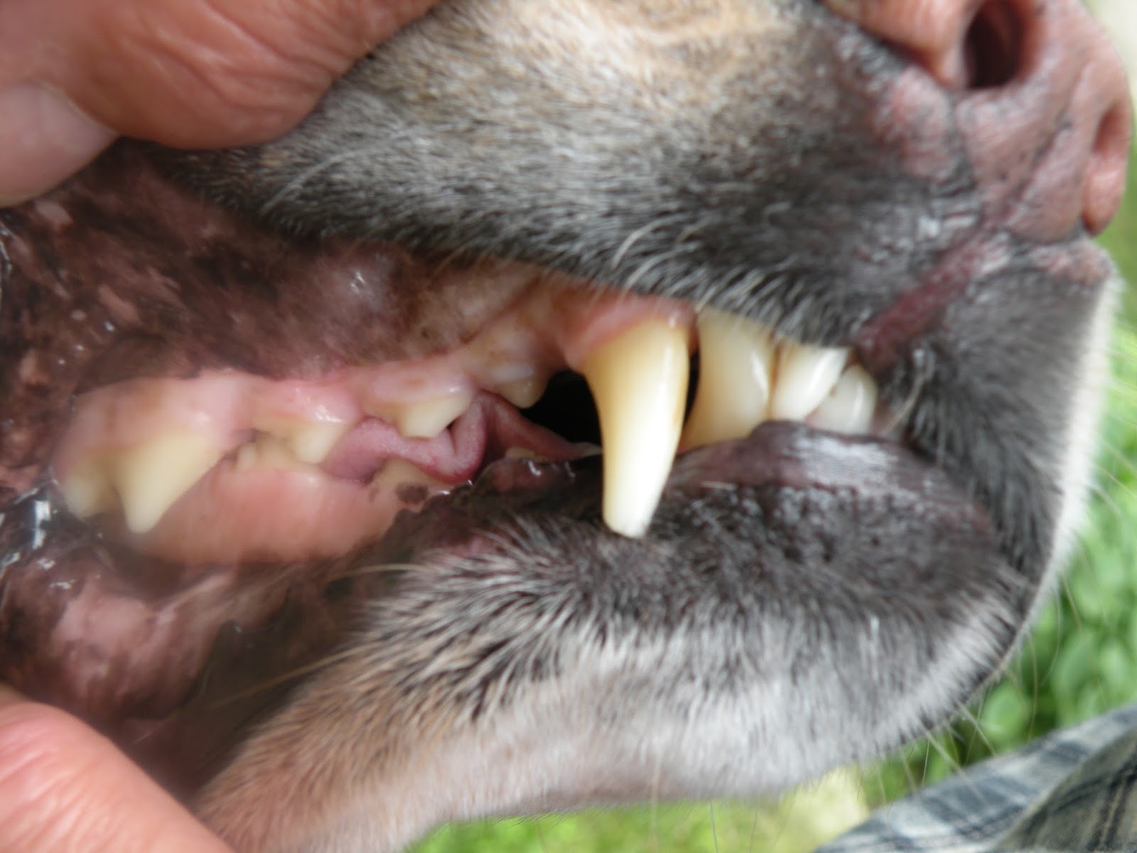 Savvy Working Gal Should My Dog’s Teeth Be Professionally Cleaned?