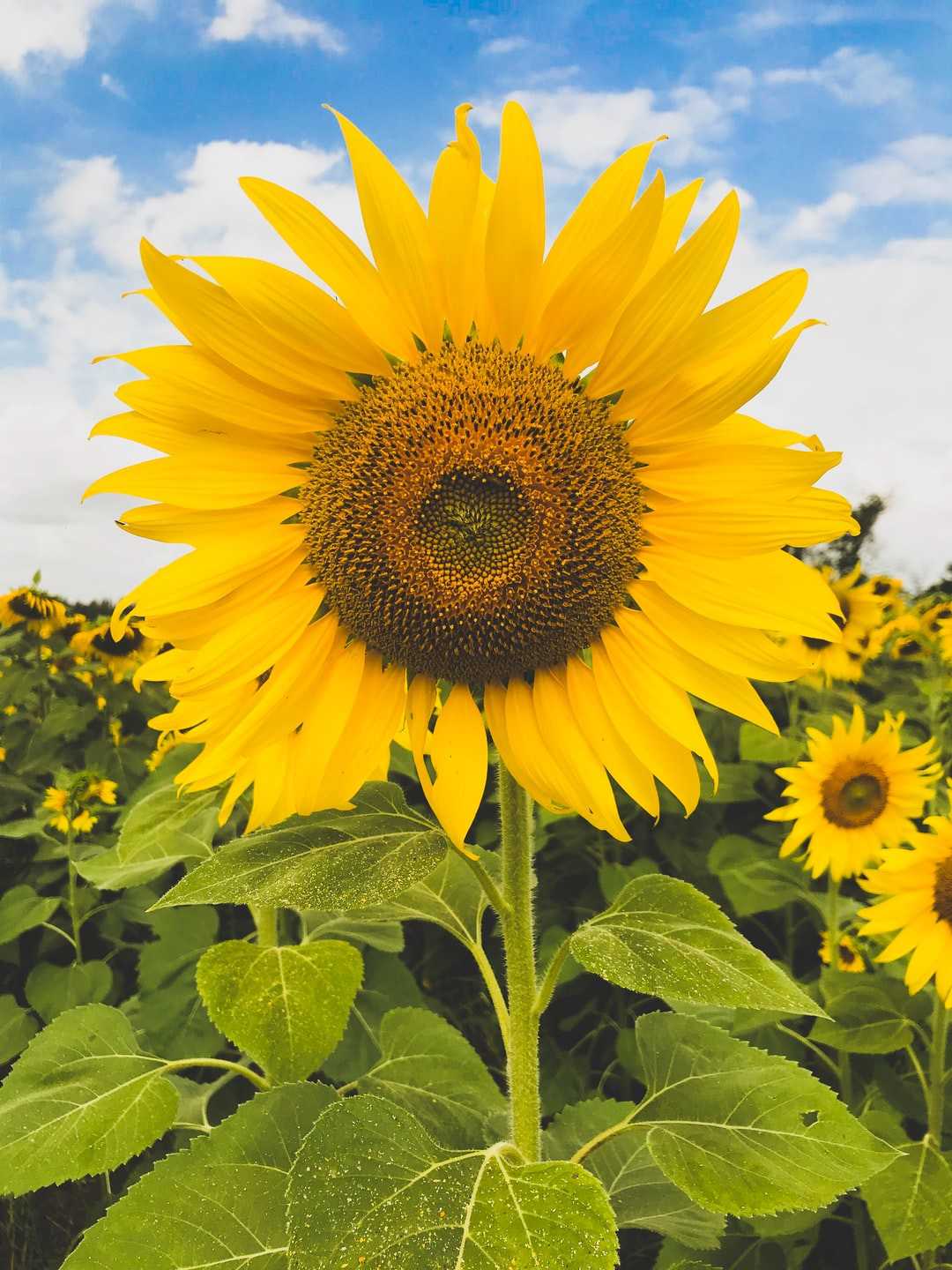 Cute Sunflower Wallpaper